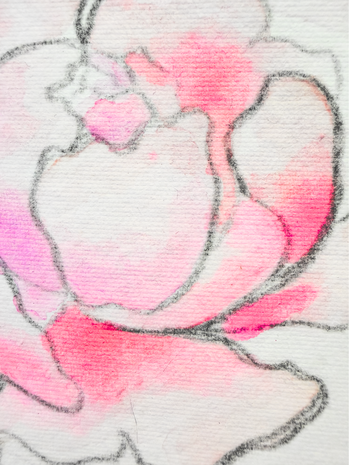 Peony 1