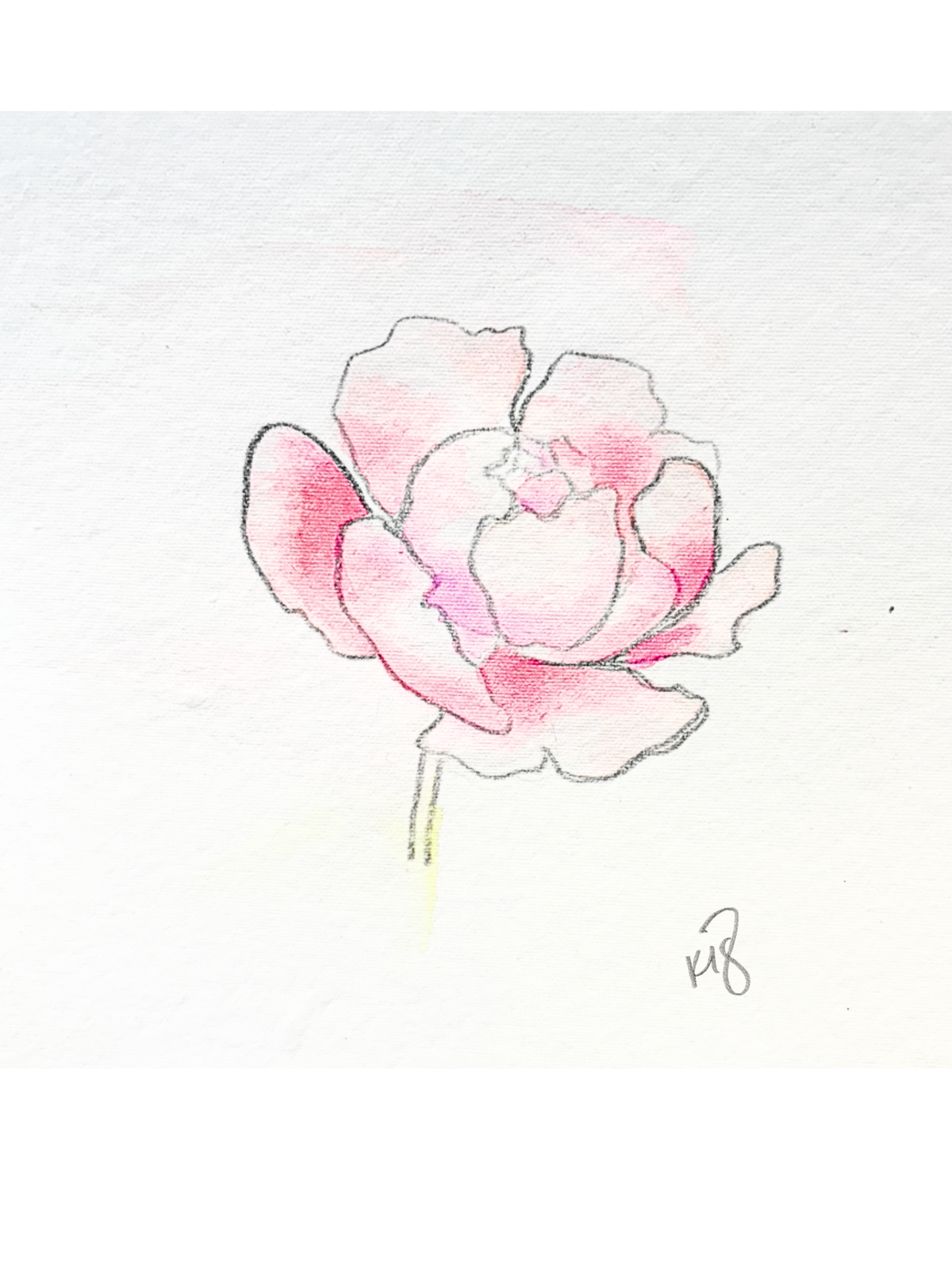 Peony 1